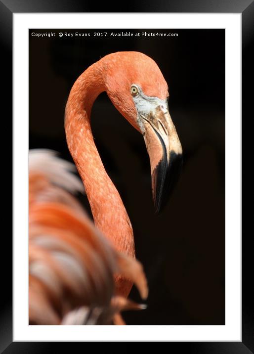 Pink Flamingo Framed Mounted Print by Roy Evans