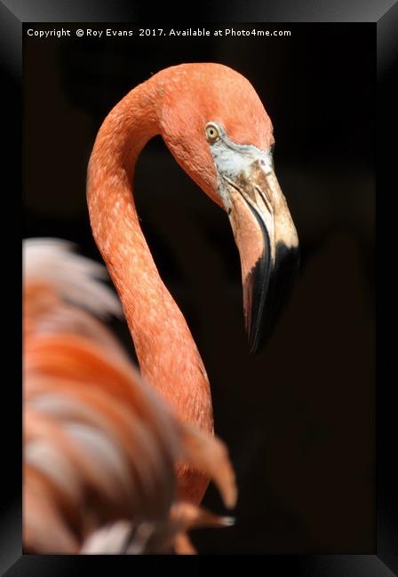 Pink Flamingo Framed Print by Roy Evans