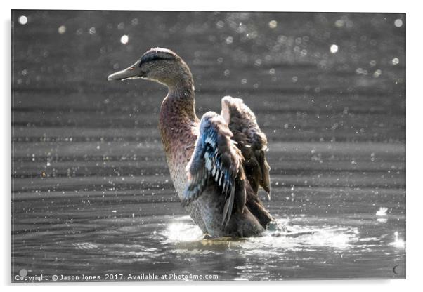 Female Mallard Duck Fapping Her Wings Acrylic by Jason Jones