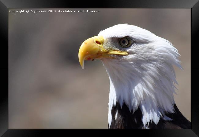 Eagle eyed looking for her next meal Framed Print by Roy Evans