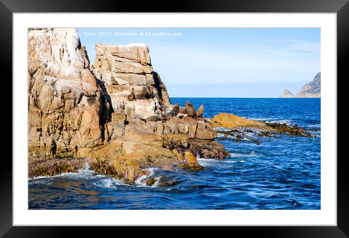 Seal Rock, Wine Glass Bay, Tasmania, Australia Framed Mounted Print by Pauline Tims