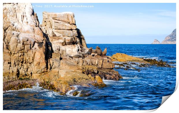 Seal Rock, Wine Glass Bay, Tasmania, Australia Print by Pauline Tims