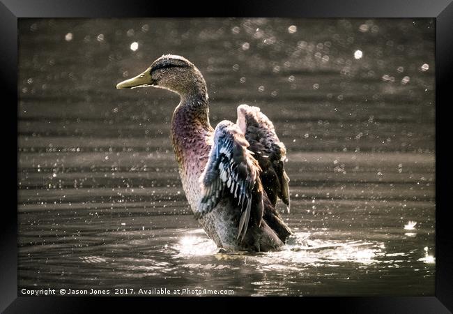 Female Mallard Duck Fapping Her Wings Framed Print by Jason Jones