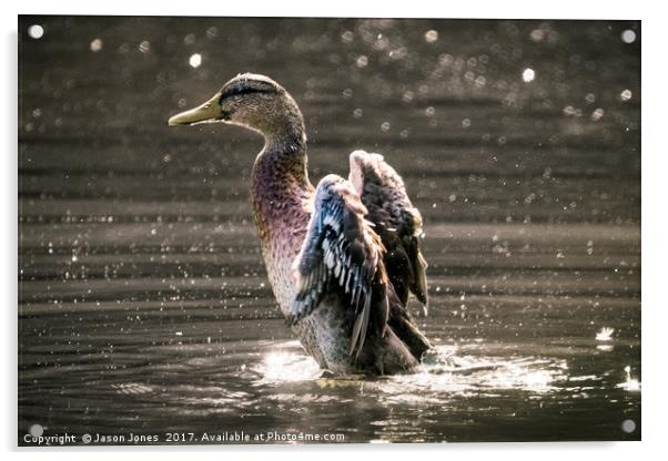 Female Mallard Duck Fapping Her Wings Acrylic by Jason Jones