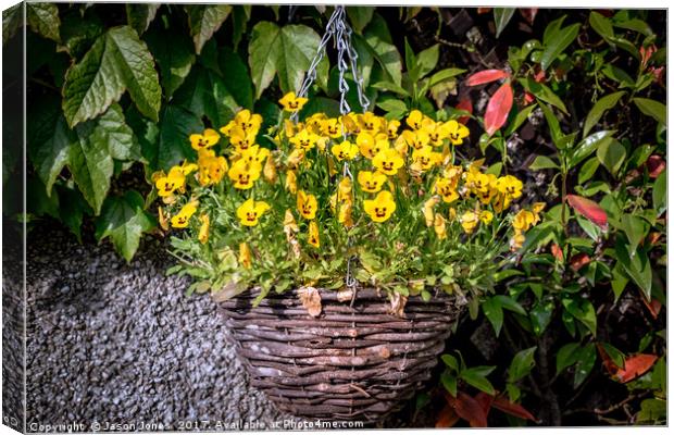 Yellow Pansies In a Hanging Baskets Canvas Print by Jason Jones