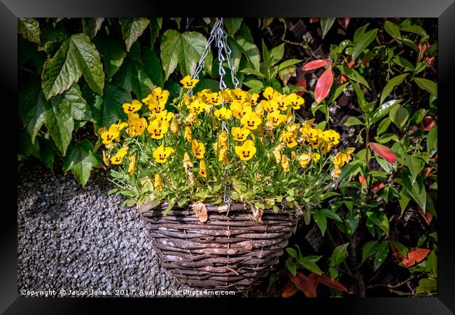 Yellow Pansies In a Hanging Baskets Framed Print by Jason Jones