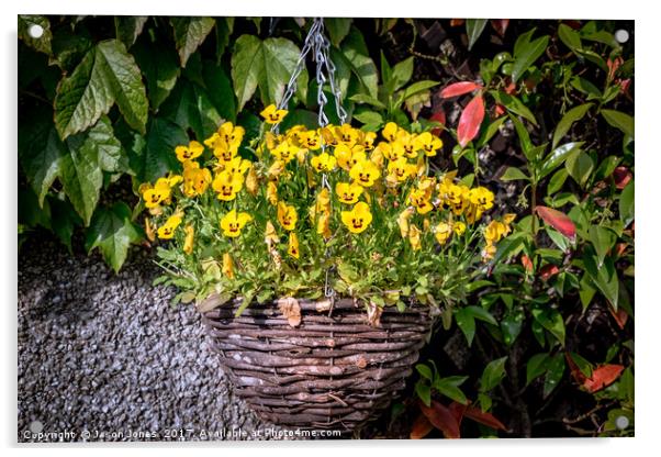 Yellow Pansies In a Hanging Baskets Acrylic by Jason Jones