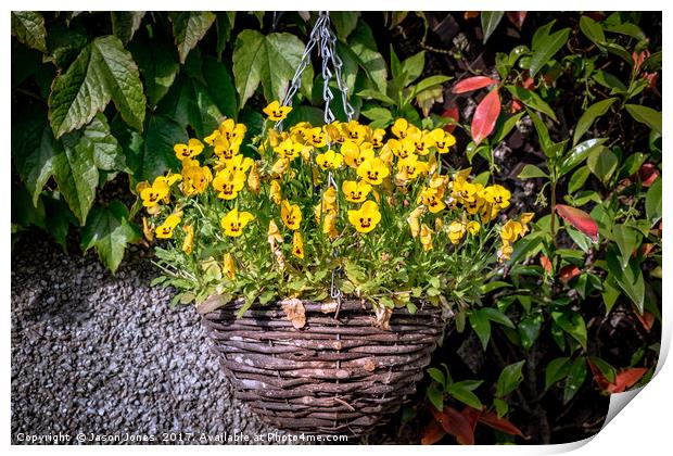 Yellow Pansies In a Hanging Baskets Print by Jason Jones