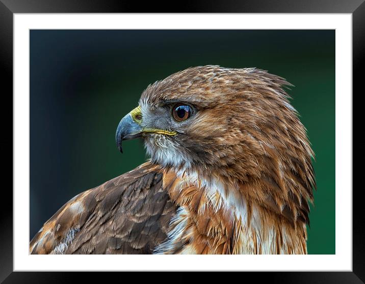 Red-tailed Hawk Framed Mounted Print by Angela H