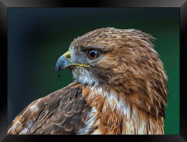 Red-tailed Hawk Framed Print by Angela H