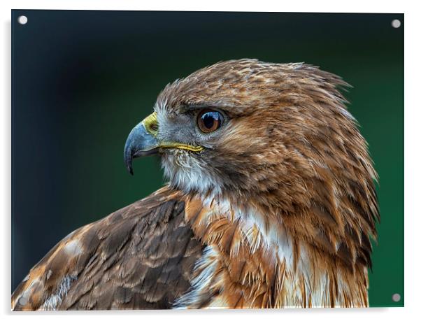 Red-tailed Hawk Acrylic by Angela H