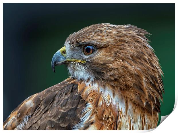 Red-tailed Hawk Print by Angela H