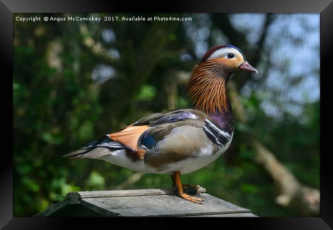 Mandarin duck Framed Print by Angus McComiskey