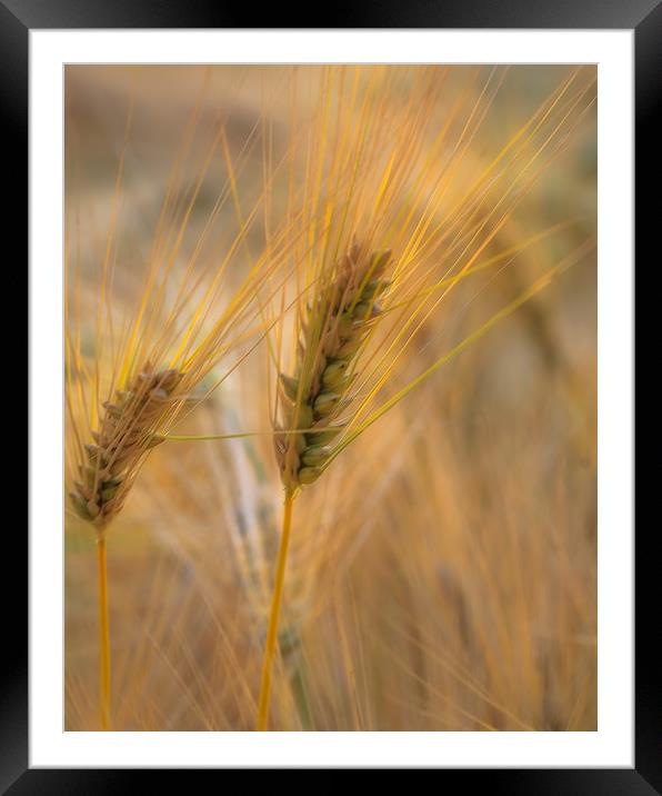 Summer Wheat Framed Mounted Print by Kevin Browne