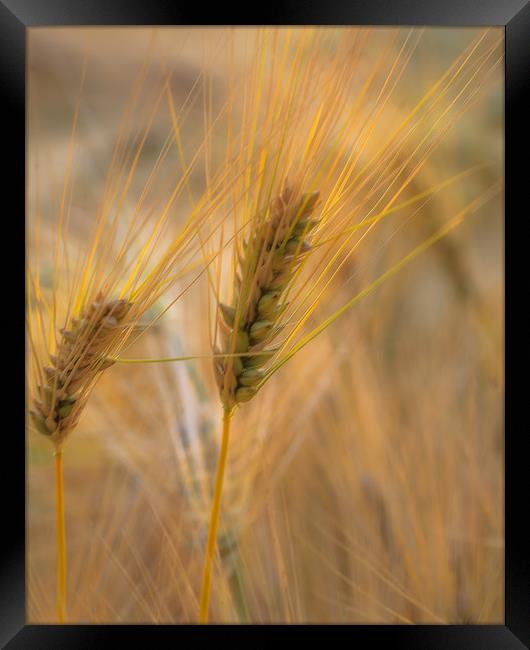 Summer Wheat Framed Print by Kevin Browne