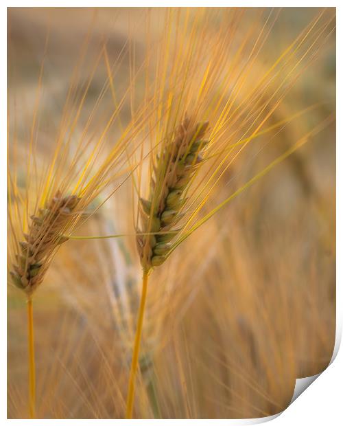 Summer Wheat Print by Kevin Browne