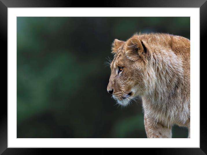 Young Lion Framed Mounted Print by Angela H