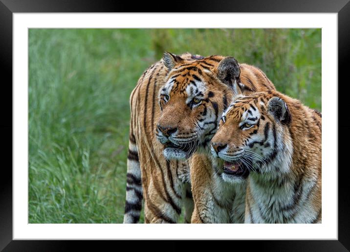 Two Tigers Framed Mounted Print by Angela H