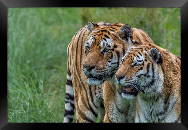 Two Tigers Framed Print by Angela H