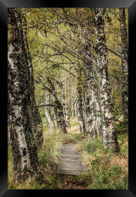 Along this path Framed Print by Janette Hill