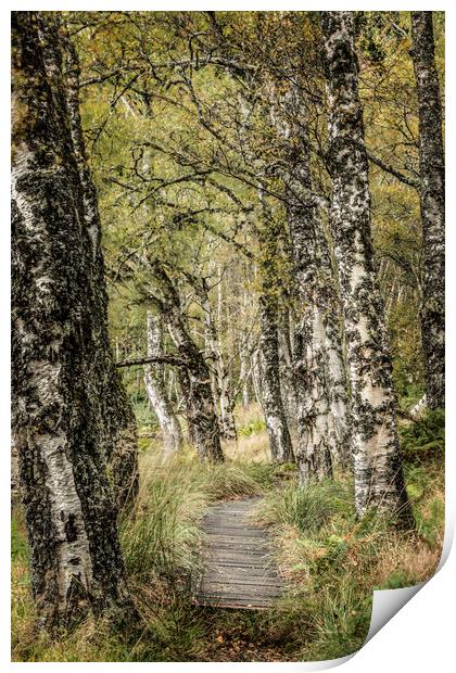 Along this path Print by Janette Hill
