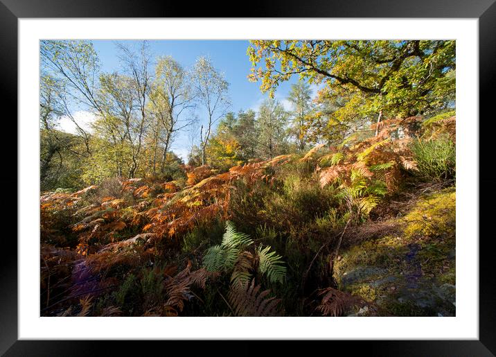 Autumn Ferns Framed Mounted Print by Janette Hill