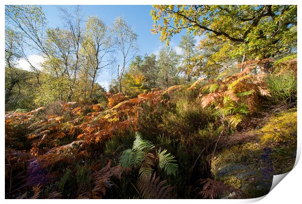 Autumn Ferns Print by Janette Hill