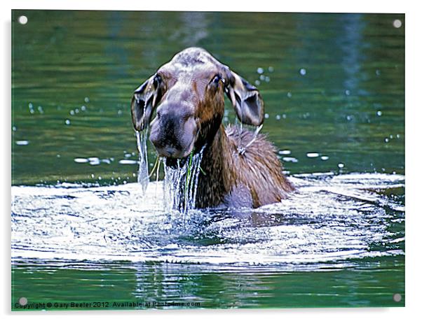 Mossy Moose Acrylic by Gary Beeler