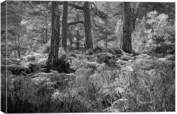 Trunks and Ferns Mono Canvas Print by Janette Hill