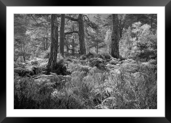 Trunks and Ferns Mono Framed Mounted Print by Janette Hill