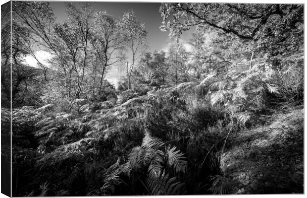 Ferns and Trees in mono Canvas Print by Janette Hill