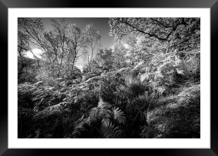 Ferns and Trees in mono Framed Mounted Print by Janette Hill
