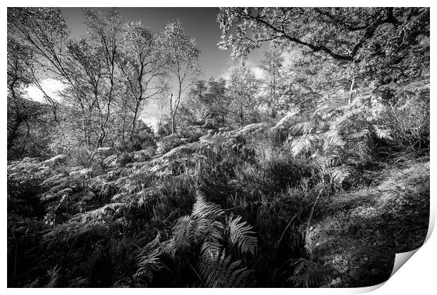 Ferns and Trees in mono Print by Janette Hill