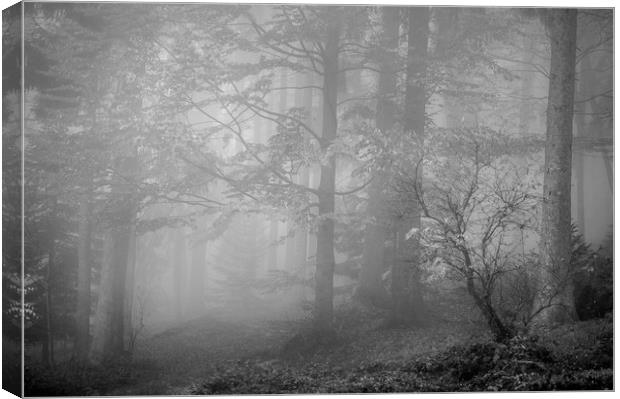 The Misty Forest Canvas Print by Janette Hill