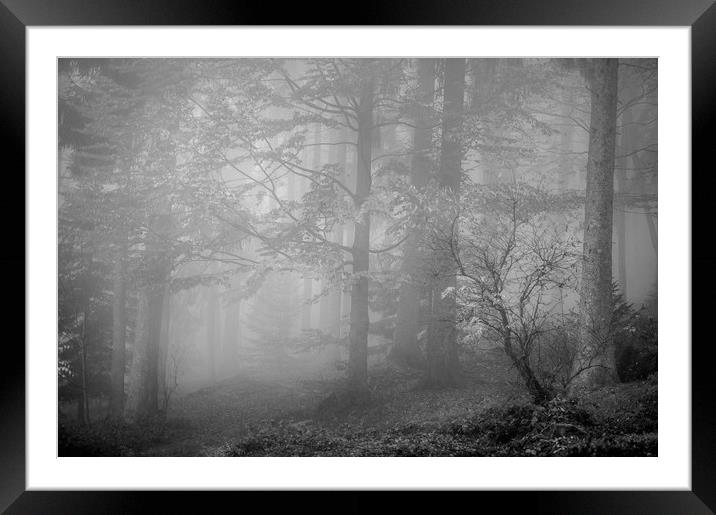 The Misty Forest Framed Mounted Print by Janette Hill