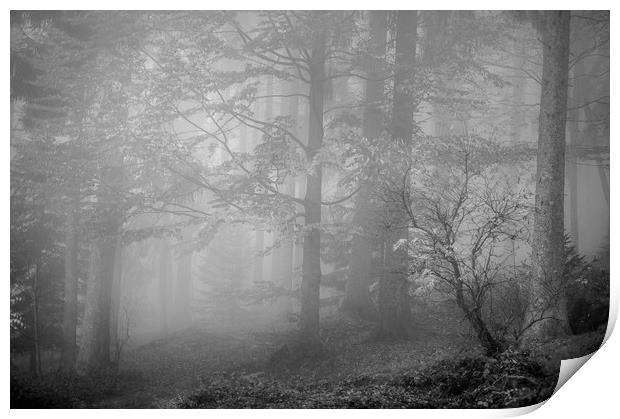 The Misty Forest Print by Janette Hill