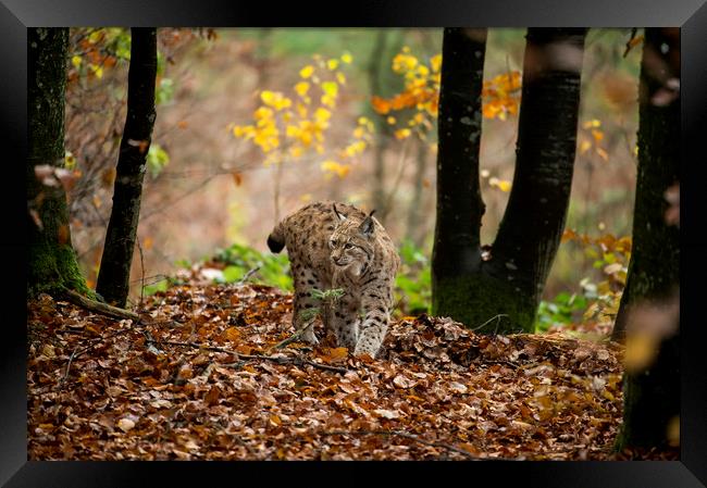 European Lynx  Framed Print by Janette Hill