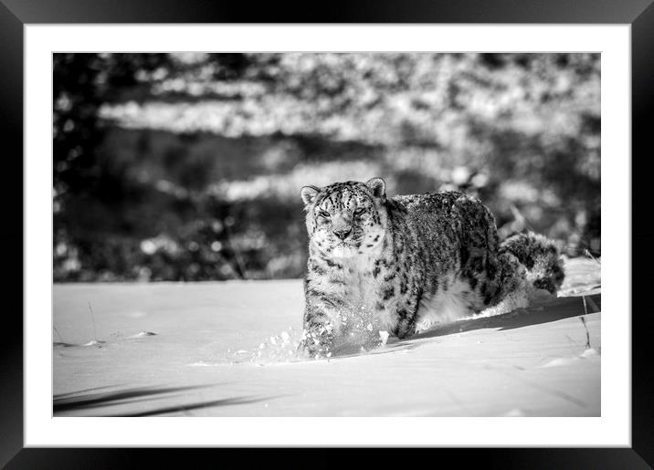 Stalking Snow Leopard in mono Framed Mounted Print by Janette Hill