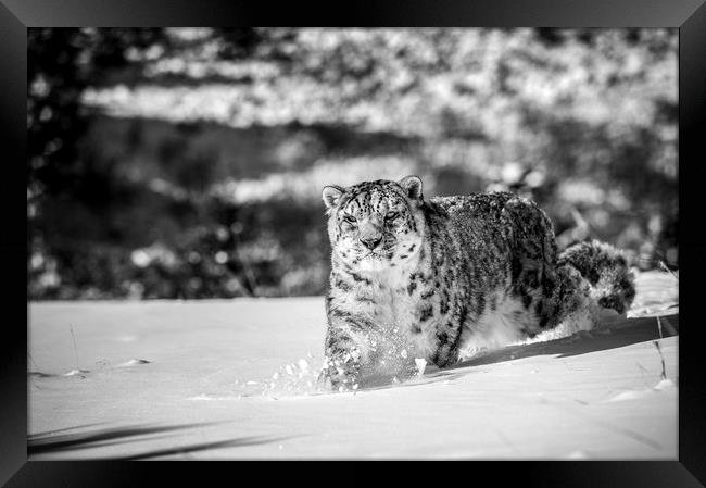 Stalking Snow Leopard in mono Framed Print by Janette Hill
