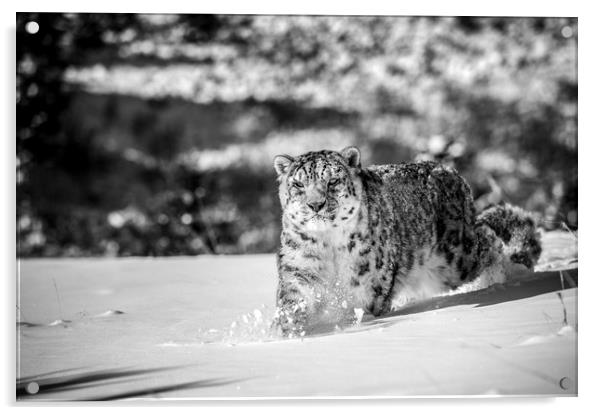Stalking Snow Leopard in mono Acrylic by Janette Hill