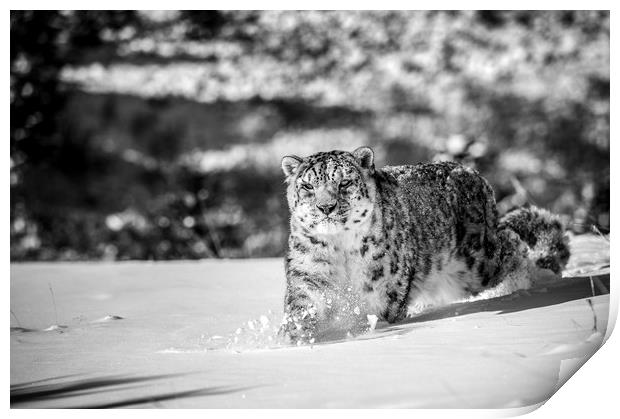 Stalking Snow Leopard in mono Print by Janette Hill