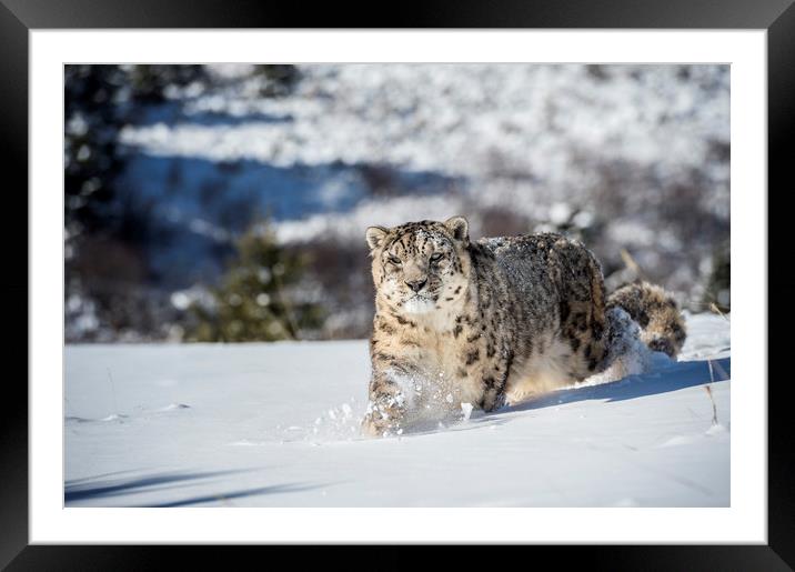 Stalking Snow Leopard Framed Mounted Print by Janette Hill