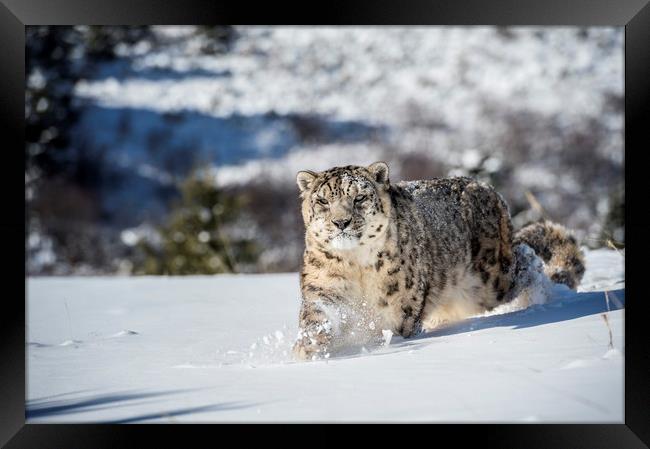 Stalking Snow Leopard Framed Print by Janette Hill