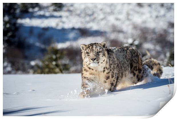 Stalking Snow Leopard Print by Janette Hill