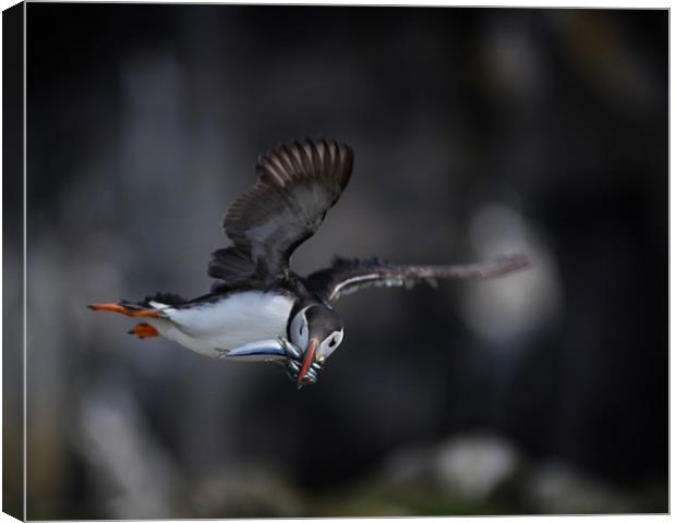 Fishing Puffin Canvas Print by Alan Sinclair