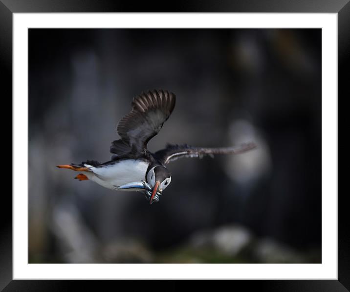 Fishing Puffin Framed Mounted Print by Alan Sinclair