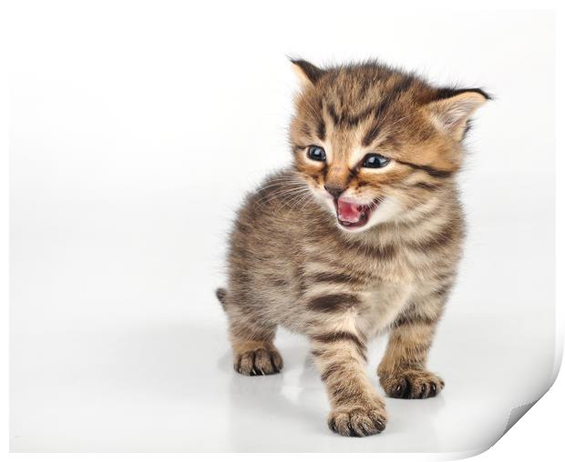 angry mewoing beautiful cute 20 days old kitten si Print by TUAN PHAM
