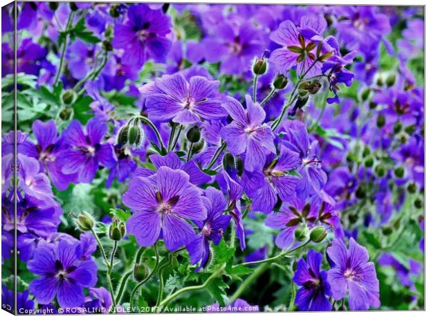 "Colourful Cranesbill" Canvas Print by ROS RIDLEY