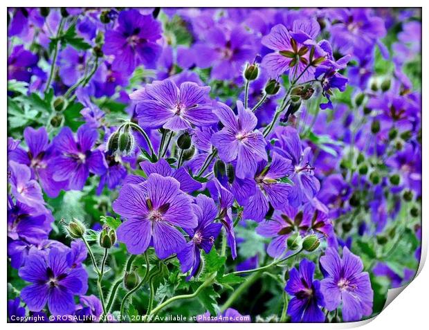 "Colourful Cranesbill" Print by ROS RIDLEY
