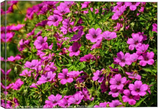 "The Beautiful Bright Pink Cranesbill" Canvas Print by ROS RIDLEY
